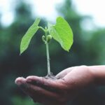 Sustainable - Person Holding A Green Plant