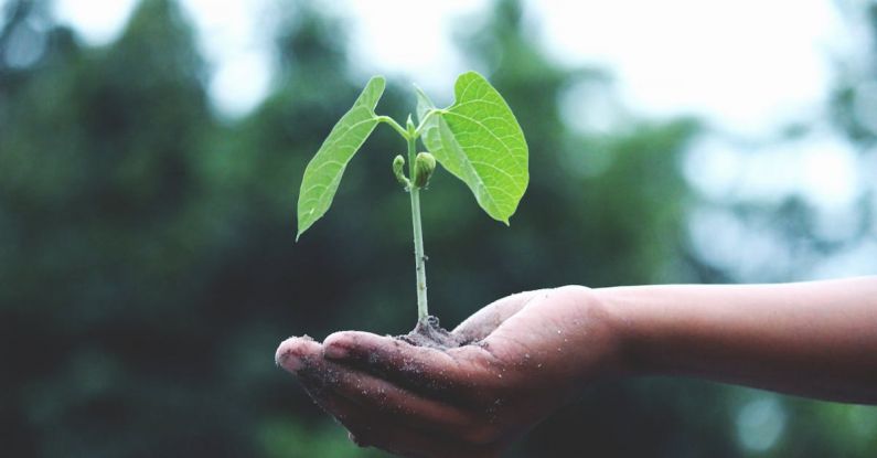 Sustainable - Person Holding A Green Plant