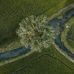 Hidden Gems - An aerial view of a palm tree in a field