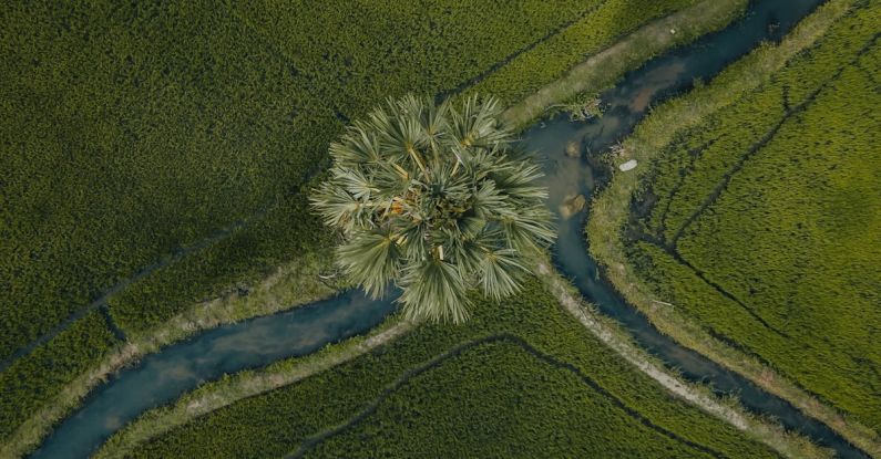 Hidden Gems - An aerial view of a palm tree in a field