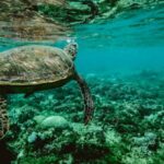 Wildlife - Photo of a Turtle Swimming Underwater