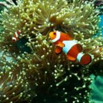 Coral Reefs - Clownfish near Coral Reef