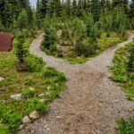 Trails - Photo of Pathway Surrounded By Fir Trees