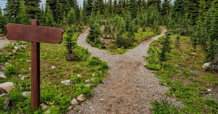 Trails - Photo of Pathway Surrounded By Fir Trees