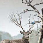 Wildlife - Brown Deer Near Withered Tree