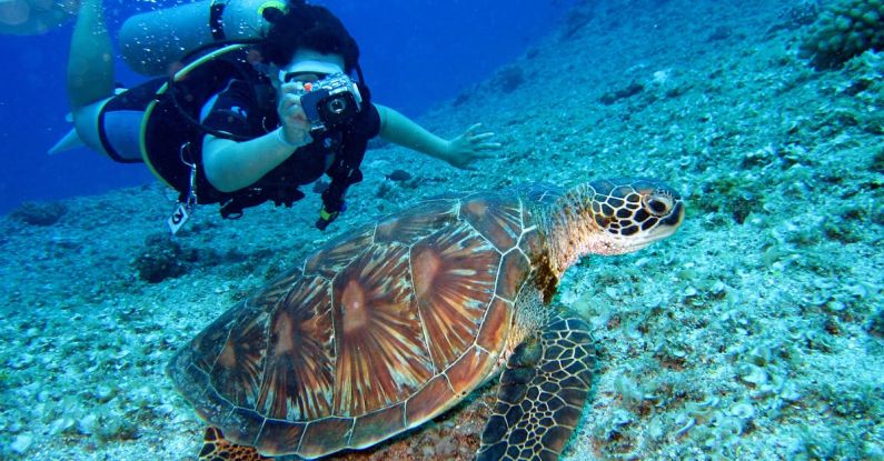 Diving - Person Takes Photo Of Tortoise