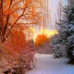 Season - Orange and Blue and White Snow Forest