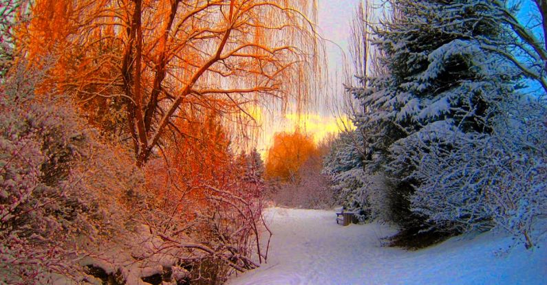 Season - Orange and Blue and White Snow Forest